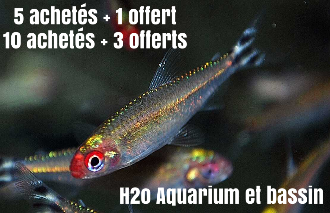 Promotions Poissons Deau Douce H2o Aquarium Et Bassin