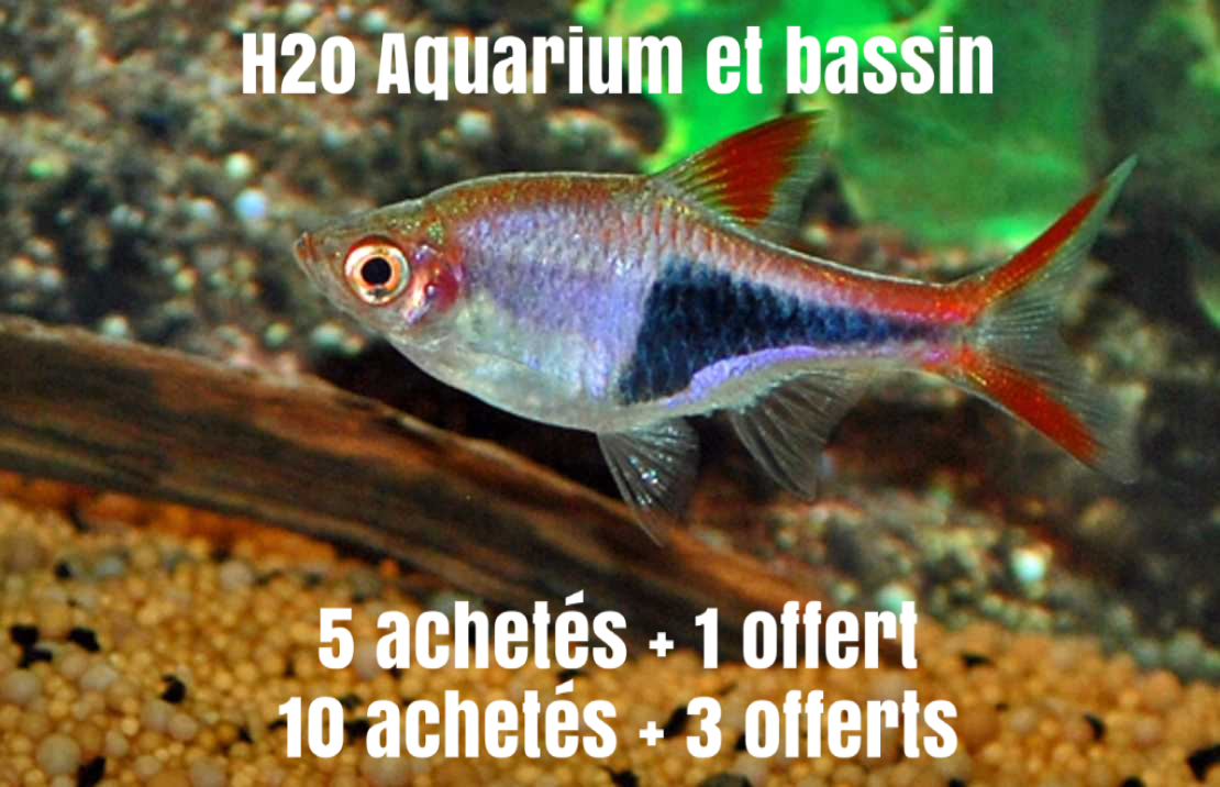 Promotions Poissons Deau Douce H2o Aquarium Et Bassin